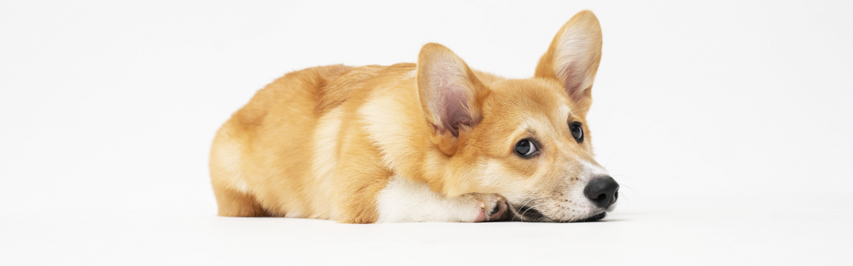 Animales domésticos Animales domésticos en Vinaròs